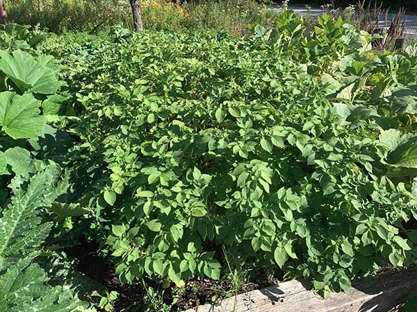 Jardin de pommes de terre Rattes Marie-Claire.