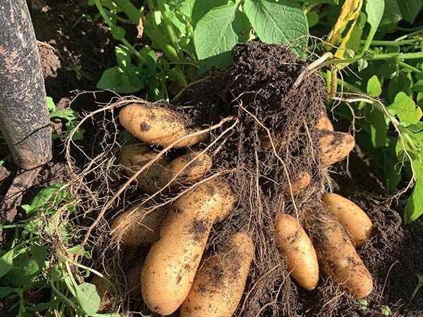 Pomme de terre Marie-Claire